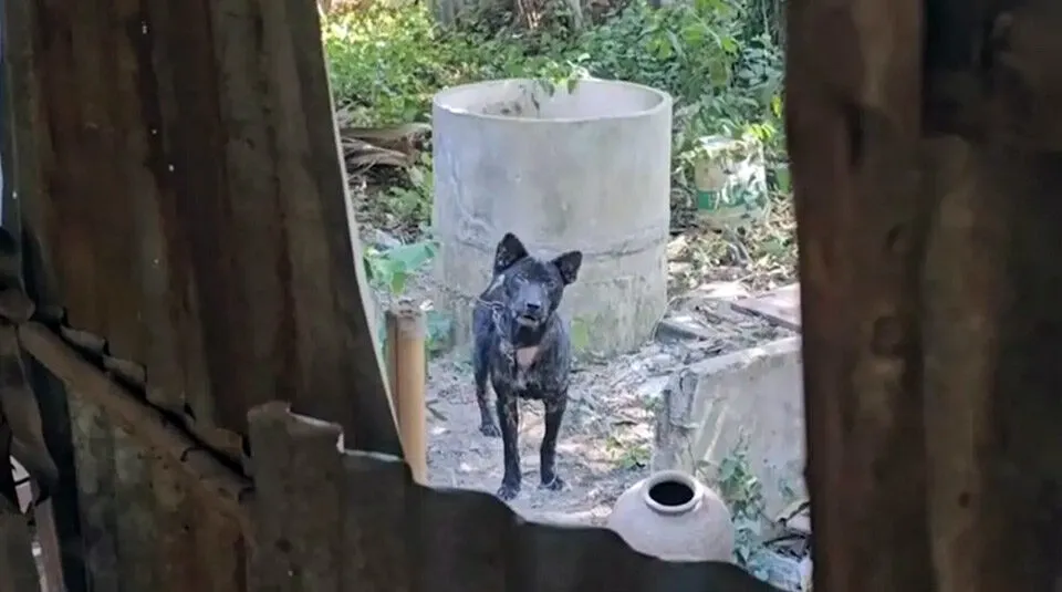 Daughter discovers body of 84-year-old victim with dog chained nearby in Saraburi home